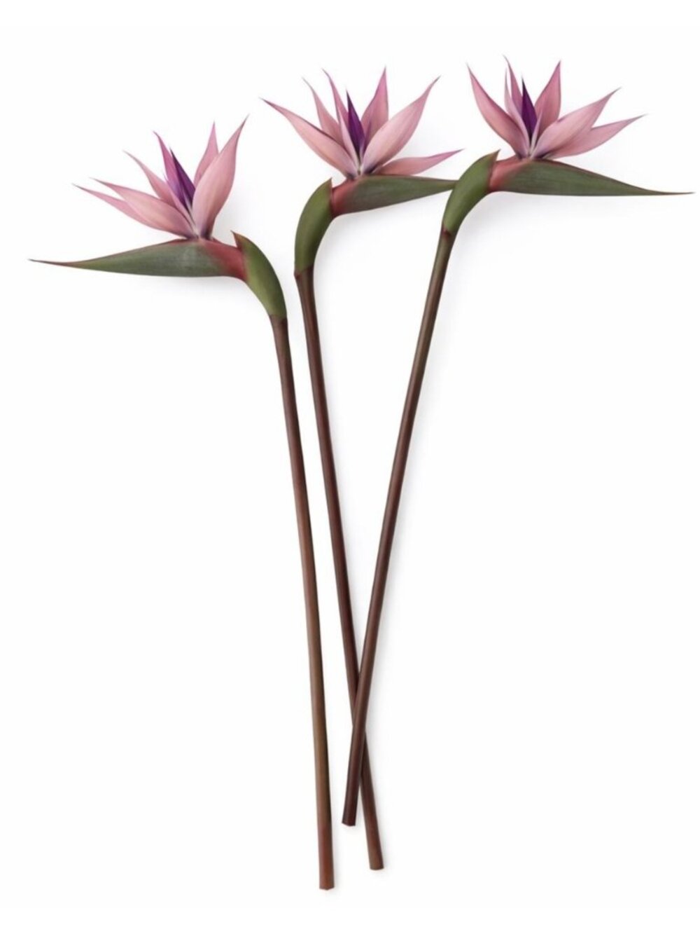 Blush Mauve Bird of Paradise Stems Set of 3 Faux Tropical Flowers 30 Inch Dusty